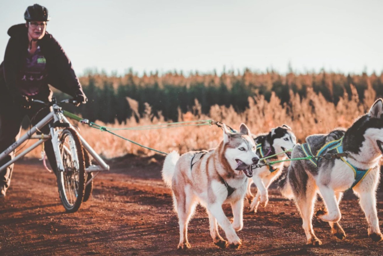 Emily Vourlides with three Siberian huskies, competing in an open four-dog rig class.