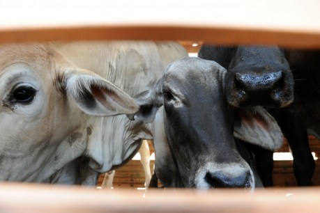 Indonesia OKs resumption of Australia’s live cattle exports