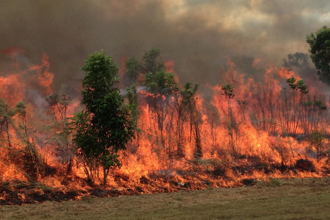 Scientists say the fuel load in crops of gamba grass is 27 times higher than any native Australian grass. 