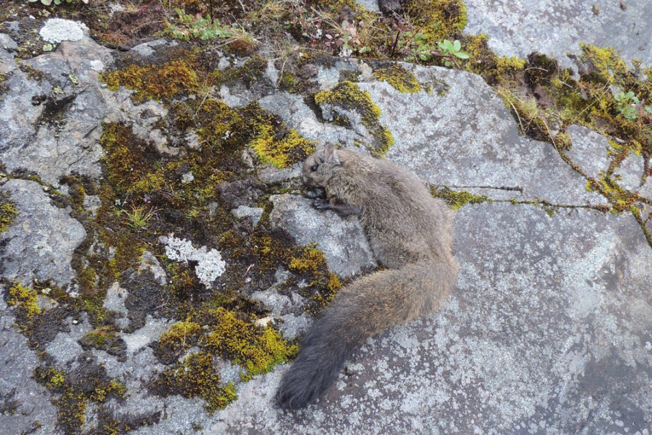 The Yunnan Woolly Flying Squirre (Eupetaurus nivamons) has been discovered in the Eastern Himalayan region of Pakistan.