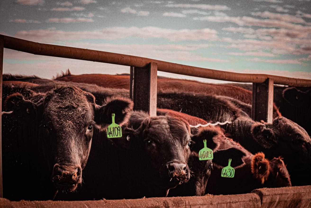A union says there could be a protein deficiency globally if the attack drags on.