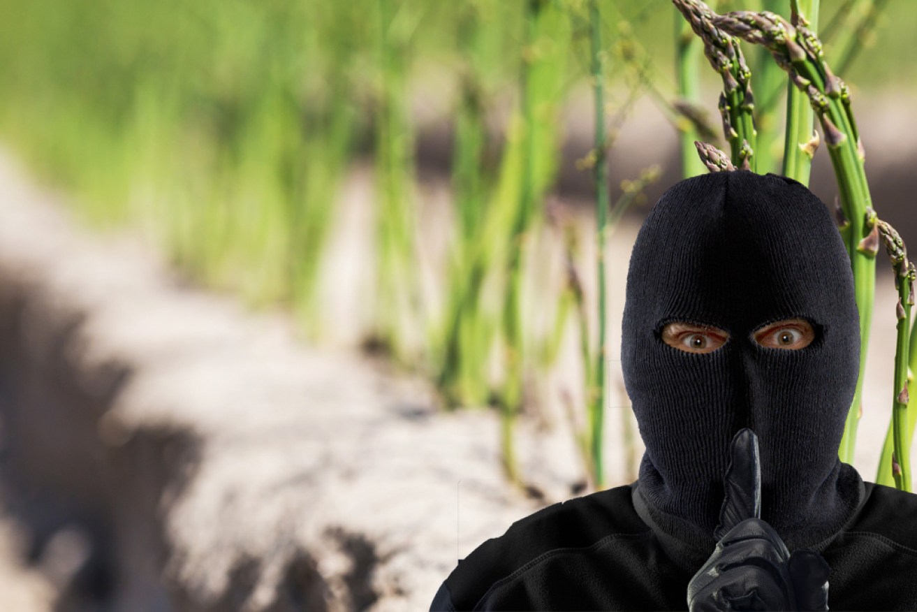 Thieves have taken off with 300 kilograms of asparagus, stolen from a German farm.