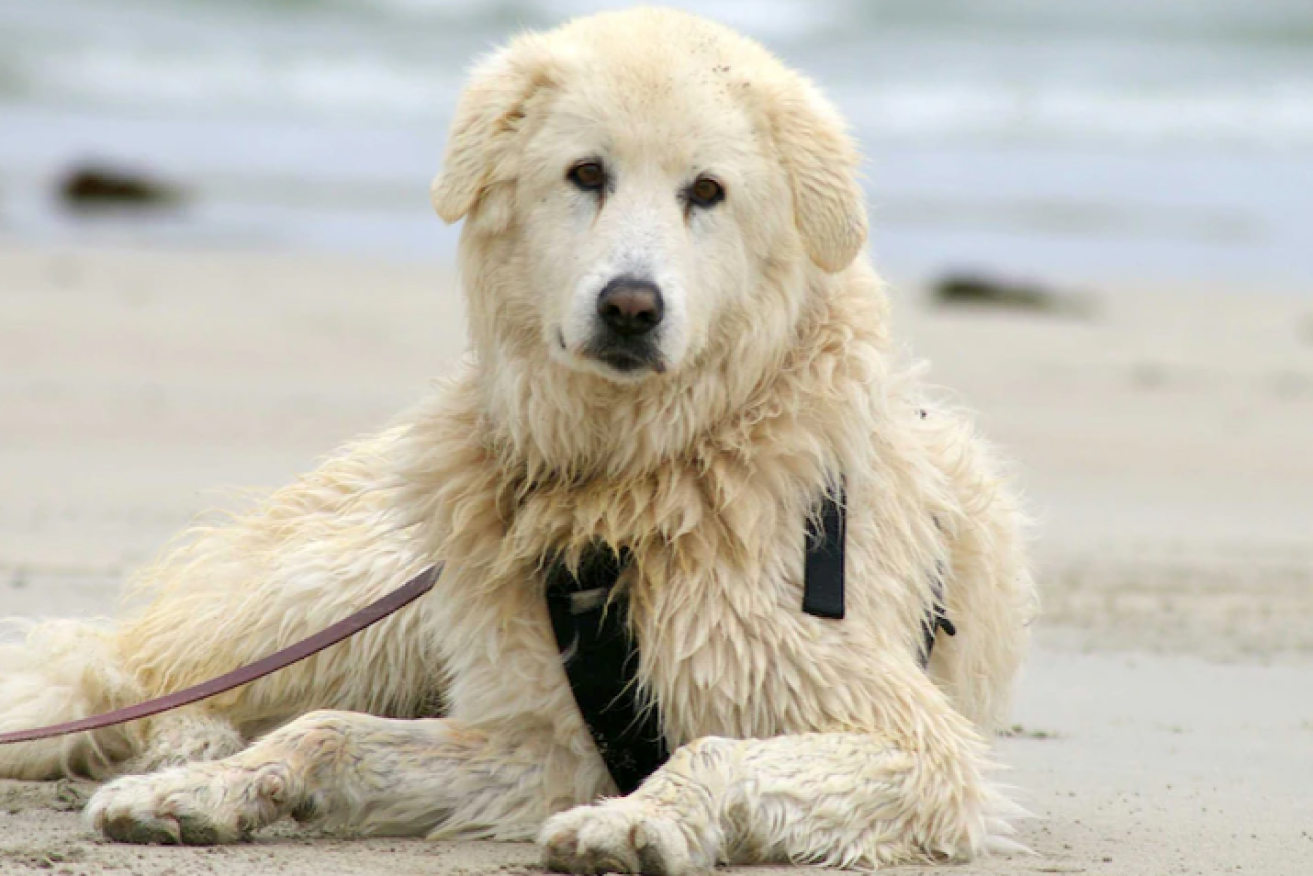 Eudy was one of the maremmas trained to protect penguins on Middle Island, near Warrnambool.