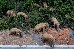 China's wandering elephants heading home