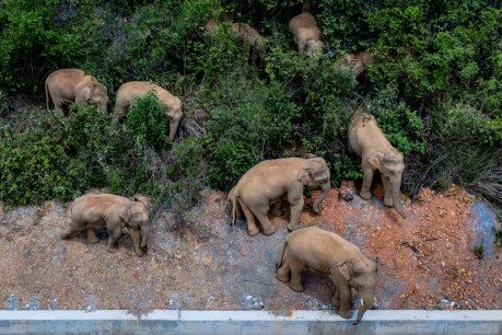 China's wandering elephants heading home