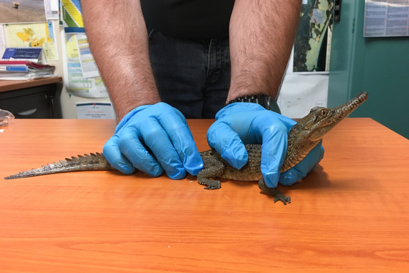 A baby freshwater crocodile taken from the wild was left at a zoo thousands of kilometres away. 