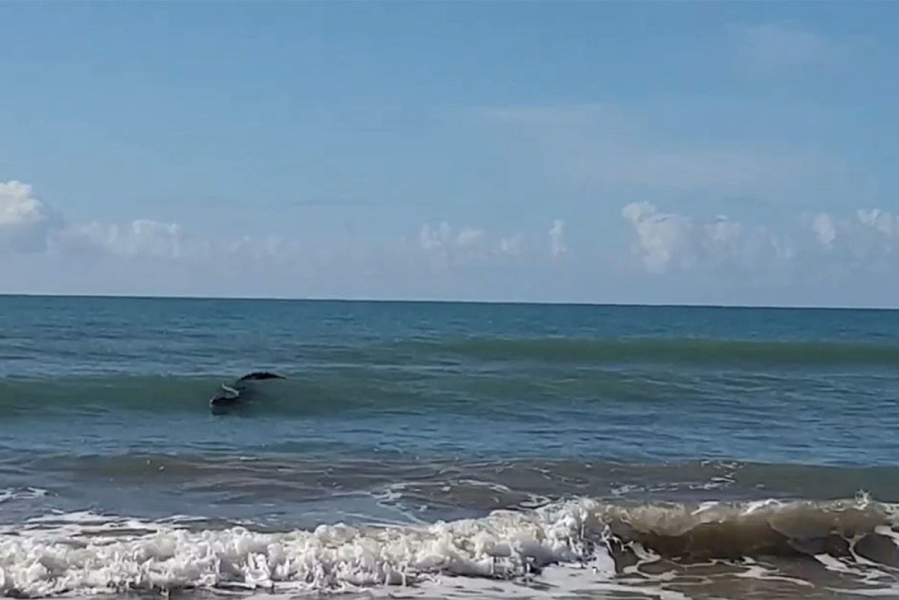 A crocodile estimated to be between 3.5 and 4 metres in length has been spotted at Farnborough Beach. 