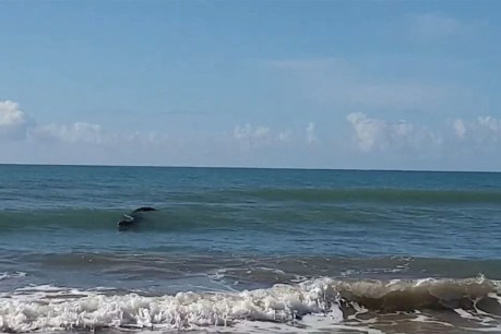Swimmers, surfers urged to be wary of large crocodile at Yeppoon beach