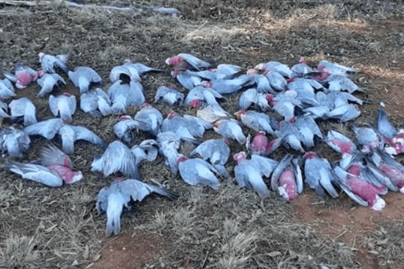 Up to 100 galahs were found dead near a cemetery in Parkes, NSW.