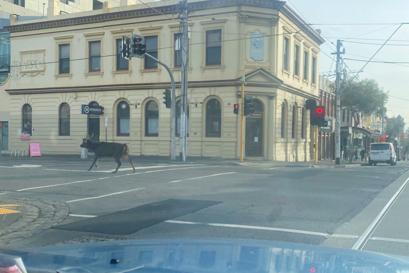 Simon was stopped at a red light when he saw the deer run through the intersection.
