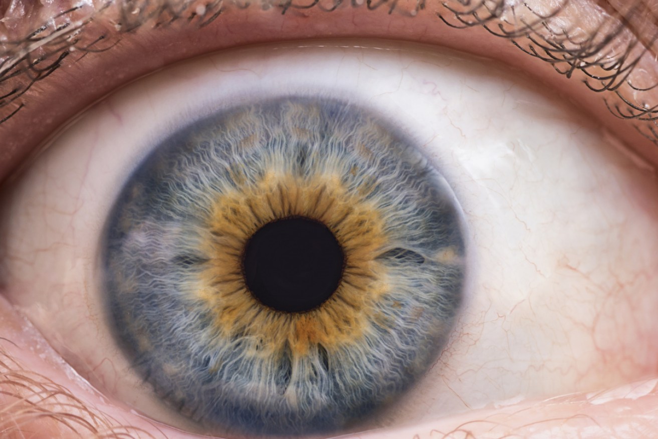 The larger the pupils, the higher the intelligence a new study finds.