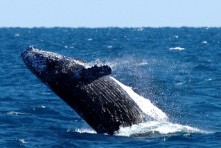Top whale-watching spots near Brisbane, Gold Coast