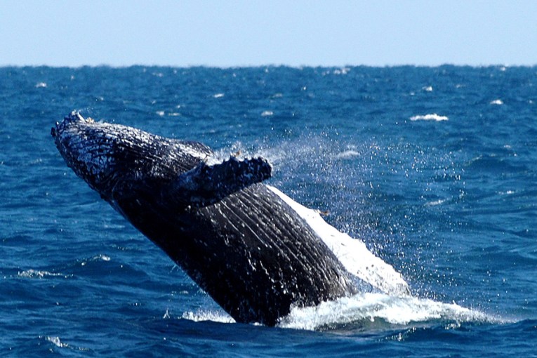 Top whale-watching spots near Brisbane, Gold Coast