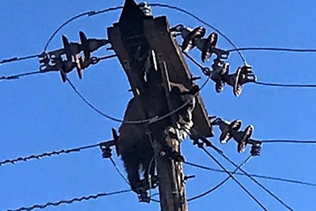 The stranded bear was eventually encouraged to climb down from the pole, and power could be restored.