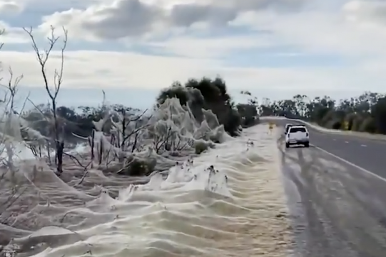 Spiders cover Australian region of Gippsland in cobwebs as they flee  flooding