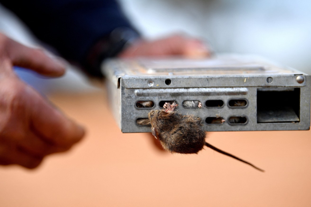 Mice have damaged wiring and ceiling panels in the central NSW jail.