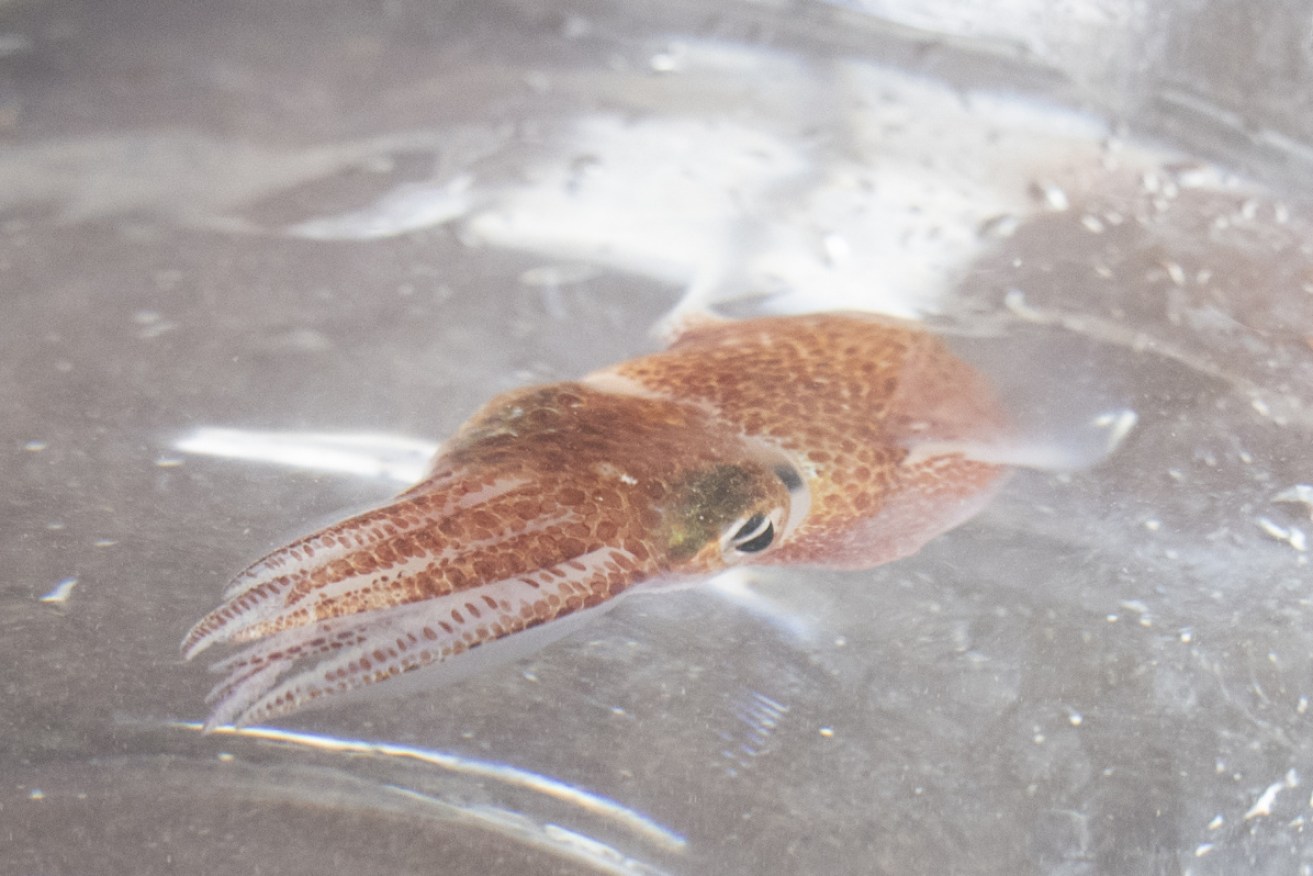 Understanding what happens to squid in space could help solve health problems faced by astronauts.