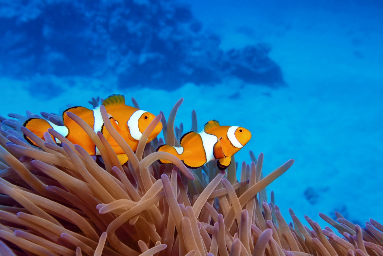 The Great Barrier Reef is one of the world's natural wonders – but we must fight to protect it.