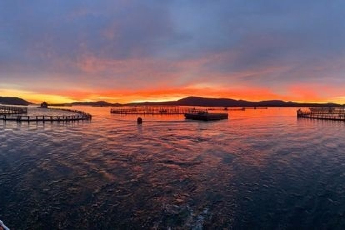 Huon also owns leases for proposed kingfish farms off WA's mid-west coast.