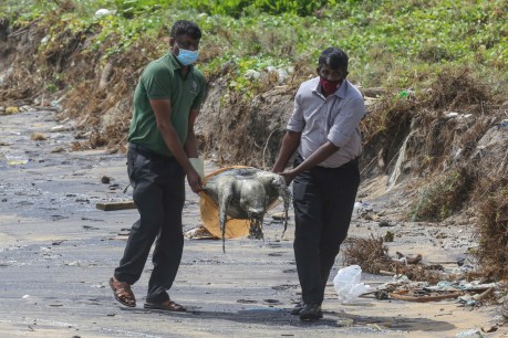 Dead animals wash ashore in Sri Lanka after X-Press Pearl ship fire