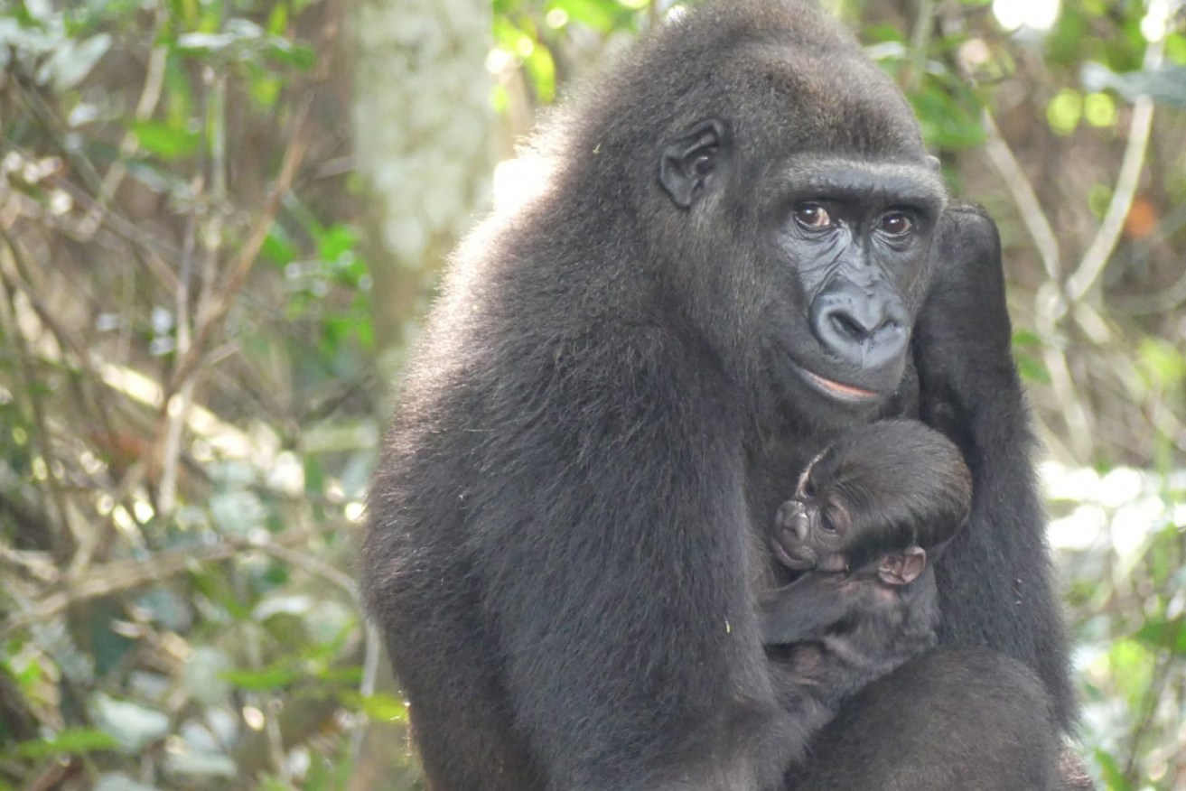 Gorillas Mayombe and Djongo are thought to have made history after becoming the first captive-born couple to give birth in the wild.