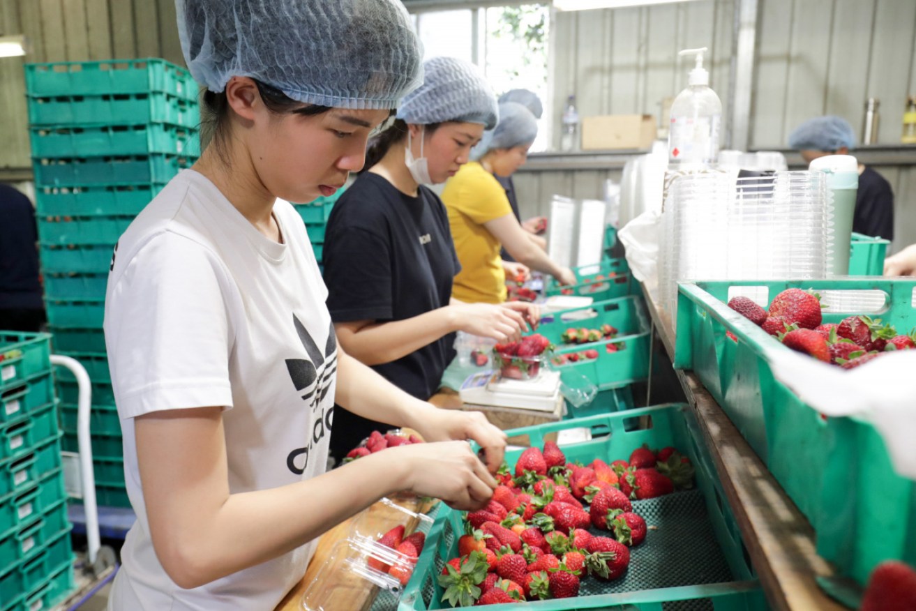 The horticulture and seafood industries are two big areas of concern when it comes to modern slavery. 