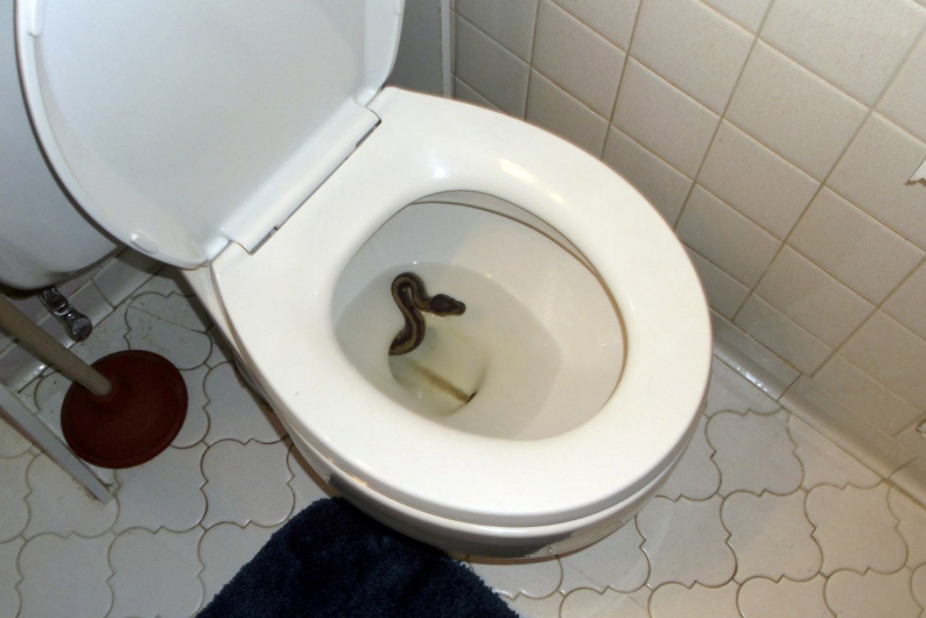 A 65-year-old man in the Austrian city of Graz was bitten by a snake while sitting on his toilet.