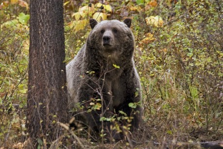 Grizzly bear kills cyclist camping in western Montana town