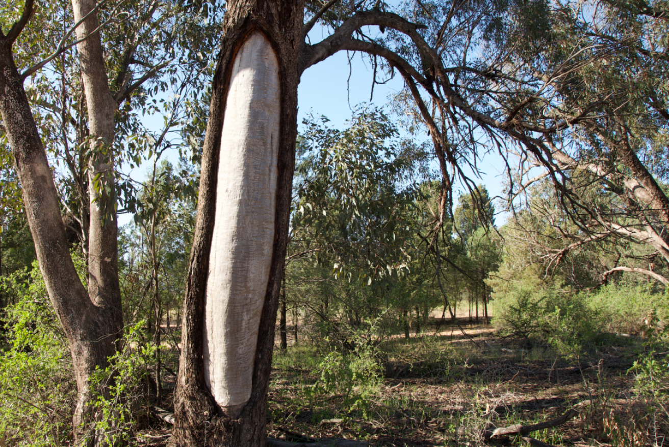 A Wiradjuri scar tree located on the outskirts of Narrandera, NSW. 