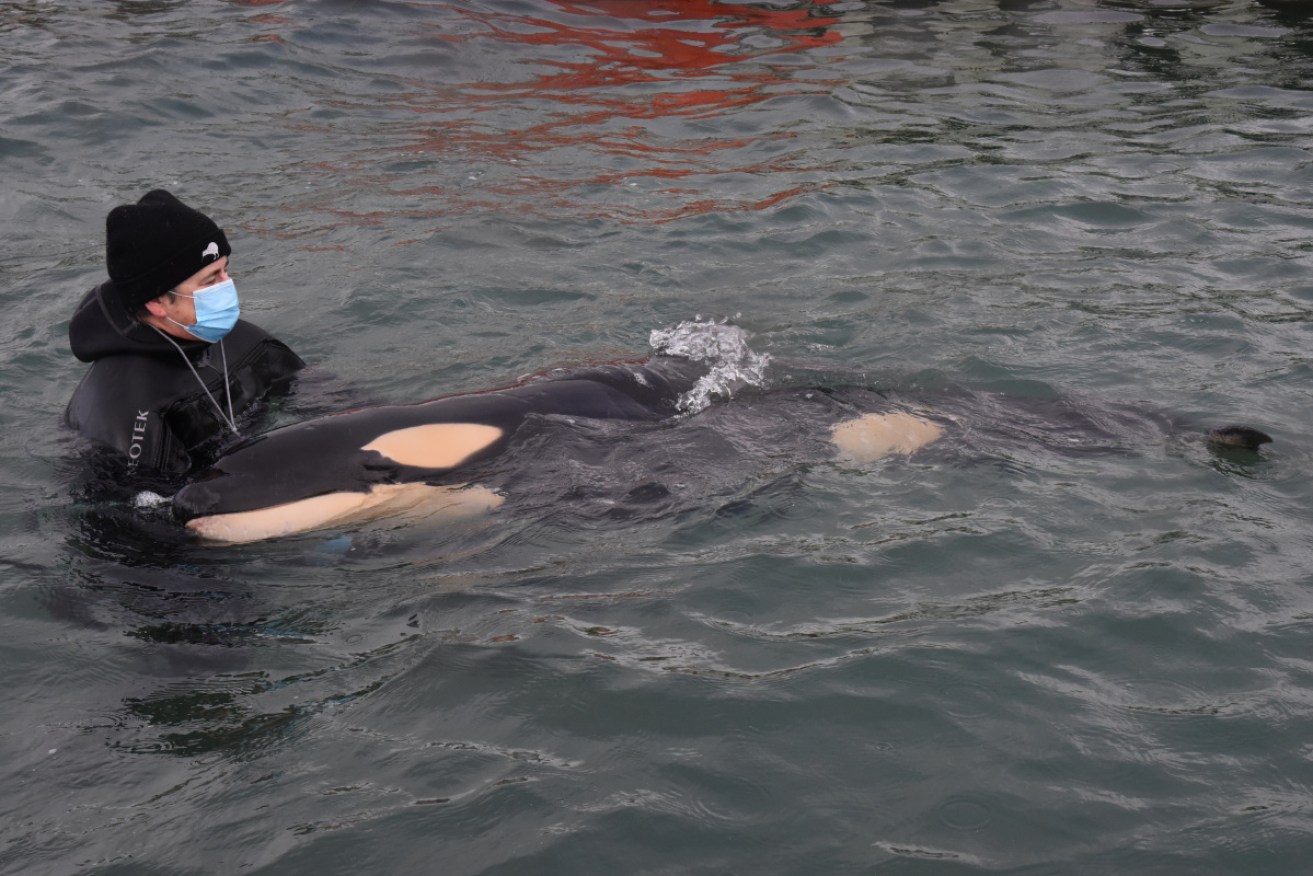 The baby orca has lost its family in Wellington.