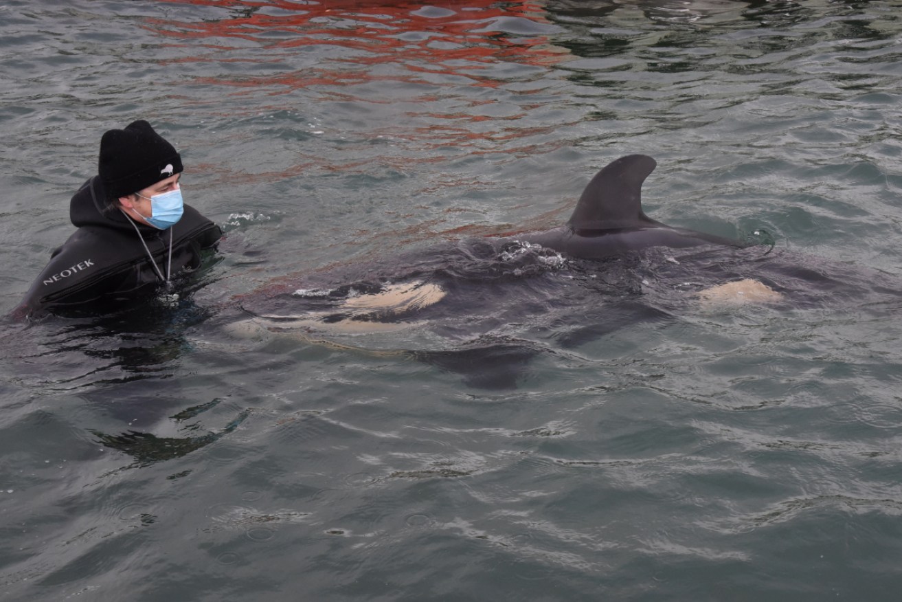 Volunteers help care for a baby orca in New Zealand as the search for his family continues.