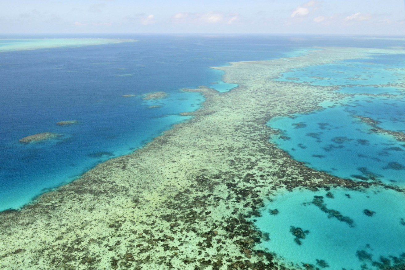 Under threat from climate change and waterborne pollution, the Reef needs all the help it can get. <i>Photo: AP</i>