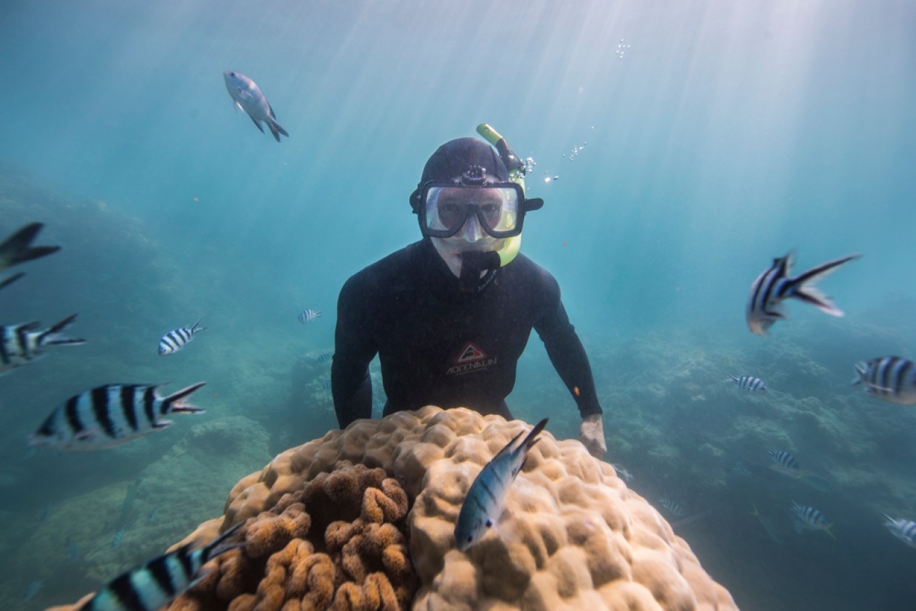 Experts say an 'in danger' listing is what's best for the Great Barrier Reef, but the Australian government is pushing back. 