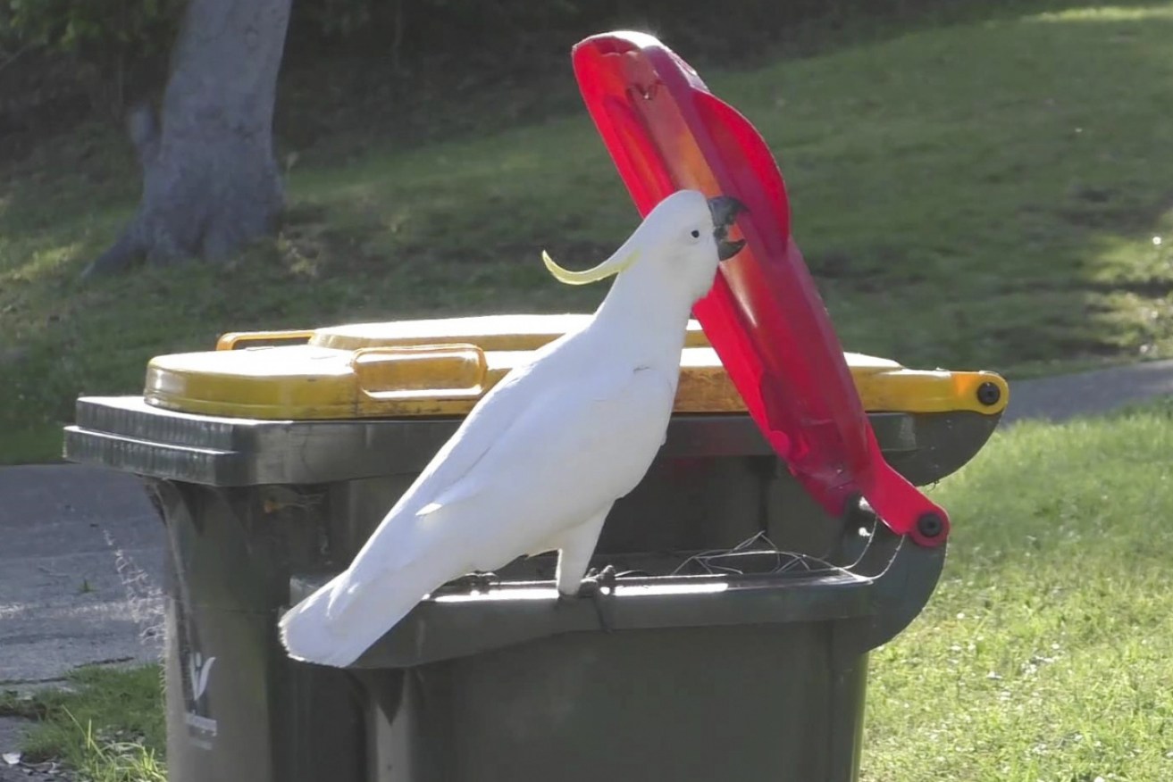 A clever cockatoo opening a garbage bin – a 2019 picture that helped spark the research.