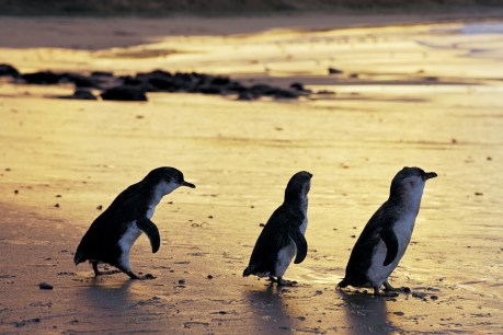 Penguins’ parade goes live for lockdown boost
