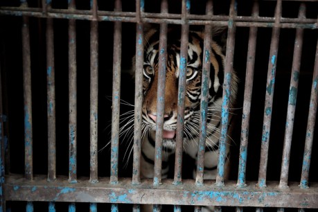 Rare Sumatran tigers recovering after getting COVID
