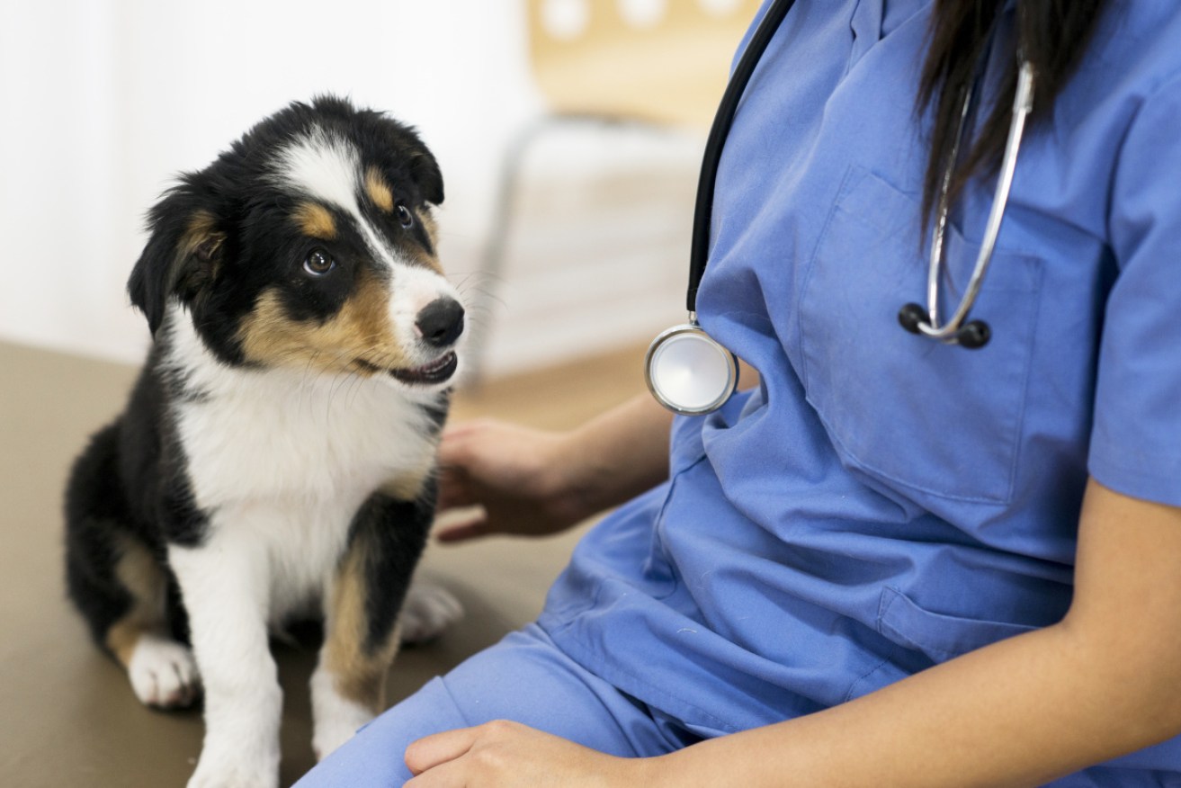 Dogs have detected diseases that doctors have missed. Can a gadget replicate their success?