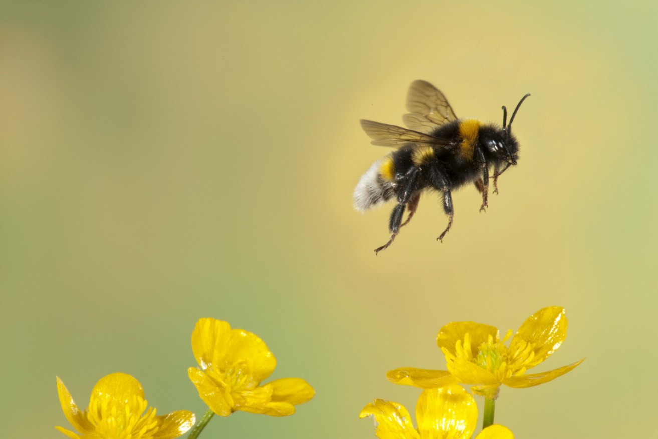 Bumble bees are lazy and distracted pollinators. A shot of coffee sets them right.  