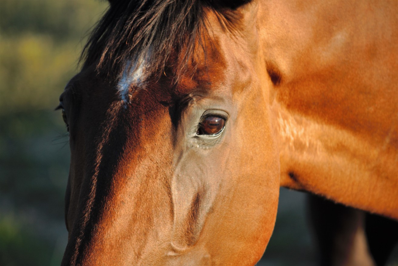 All the horses showed signs of illness but experts haven't been able to find a common link.