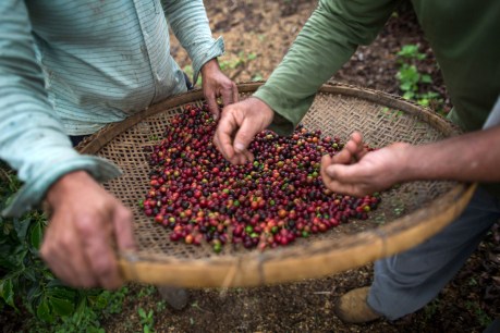 Coffee fans protected for now from price hit 