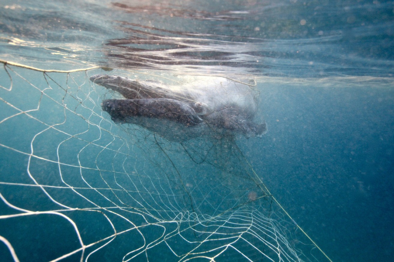 About two thirds of non-target species ensnared in shark nets die.
