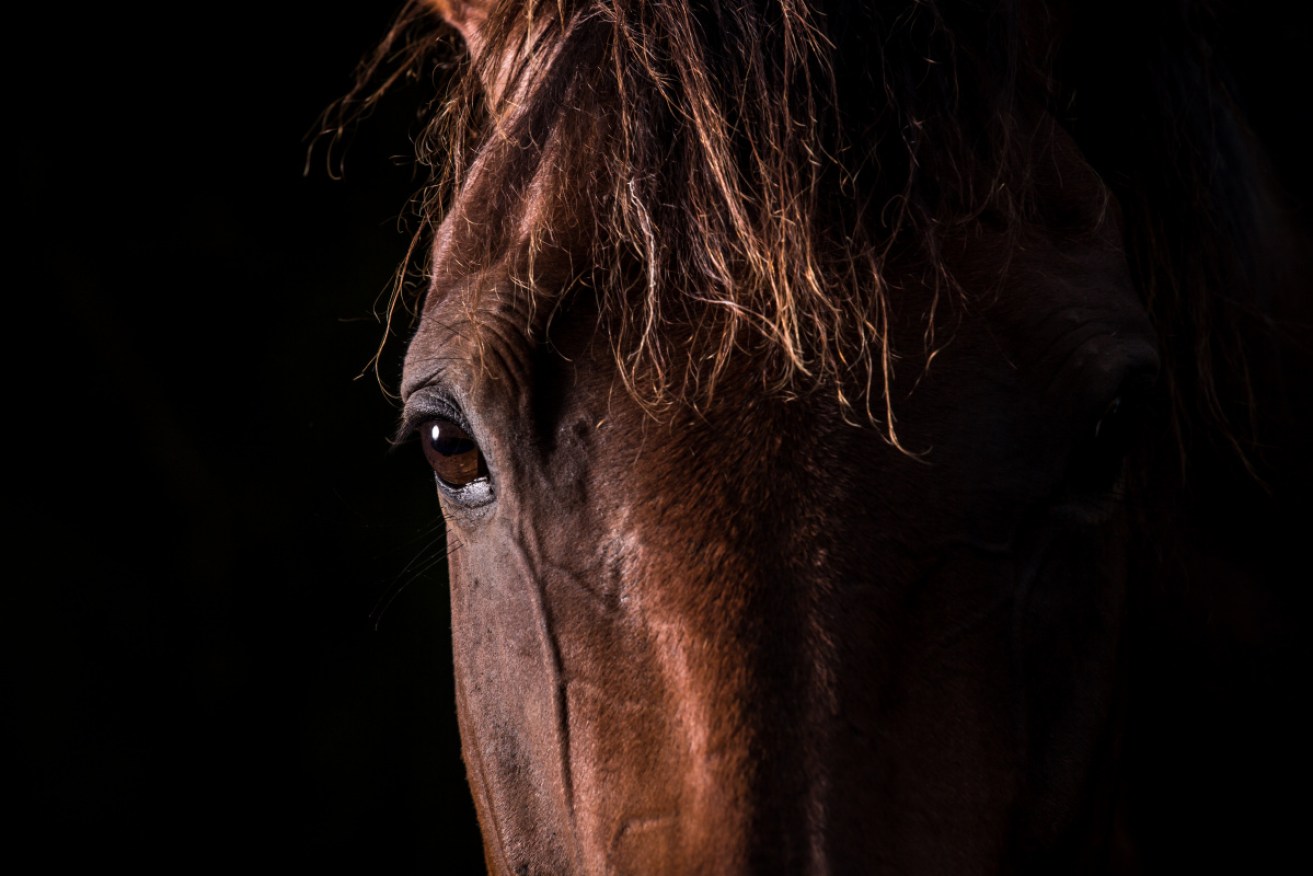 QLD Police arrest 49-year-old after shooting deaths of 41 horses near Longreach.