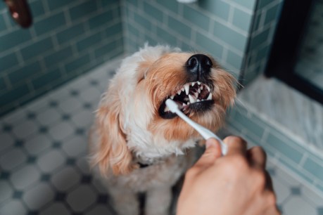 Do your dog a favour and learn to brush its teeth