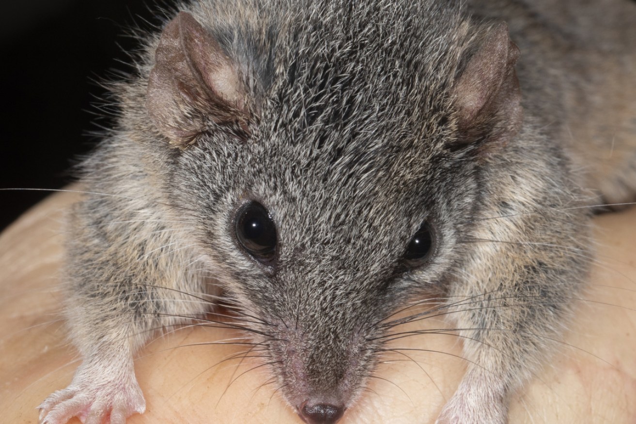 A silver-headed antechinus biting the hand of a researcher in Bulburin National Park.