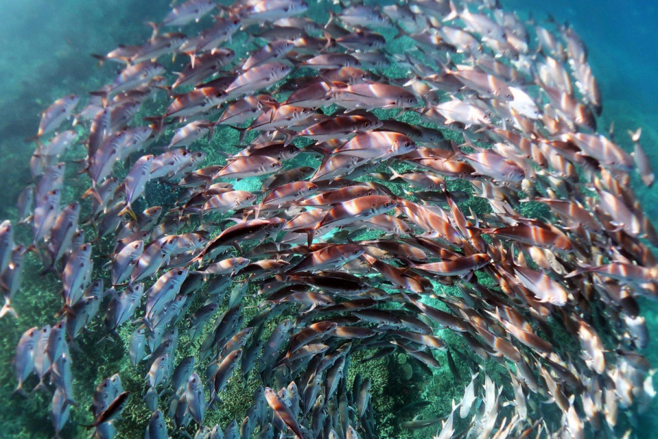The winning photo is a visual metaphor for the 'spiralling crisis unfolding within the marine environment'.