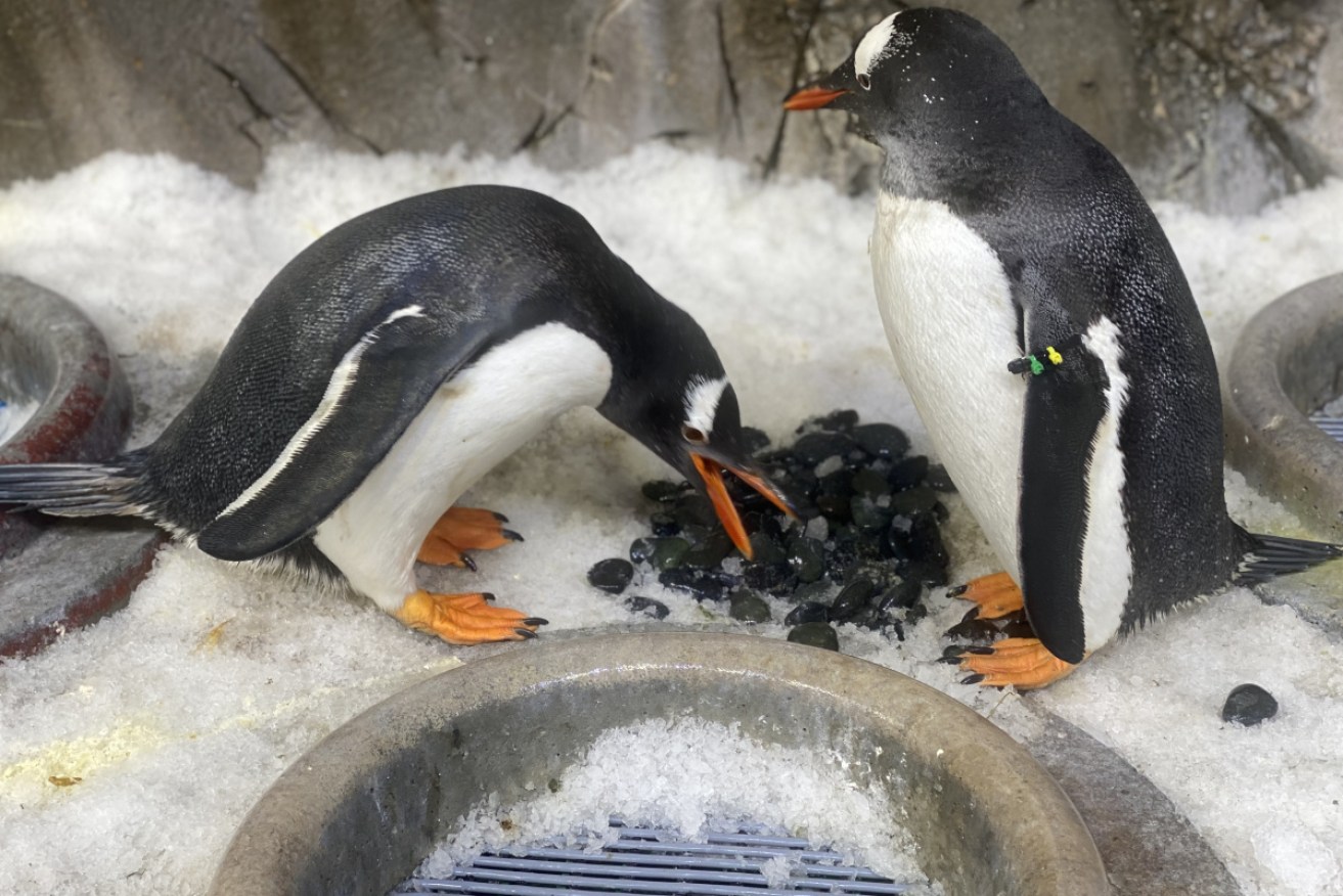 Melbourne's aquarium has two same-sex male gentoo penguin couples, building nests together.