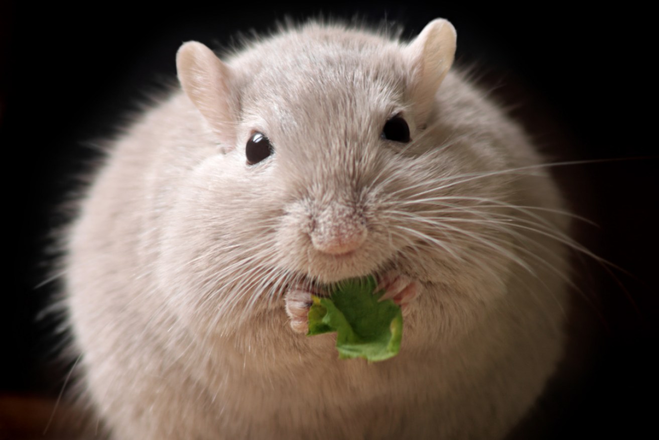 Intermittent fasting helps male mice control body weight, but not females.