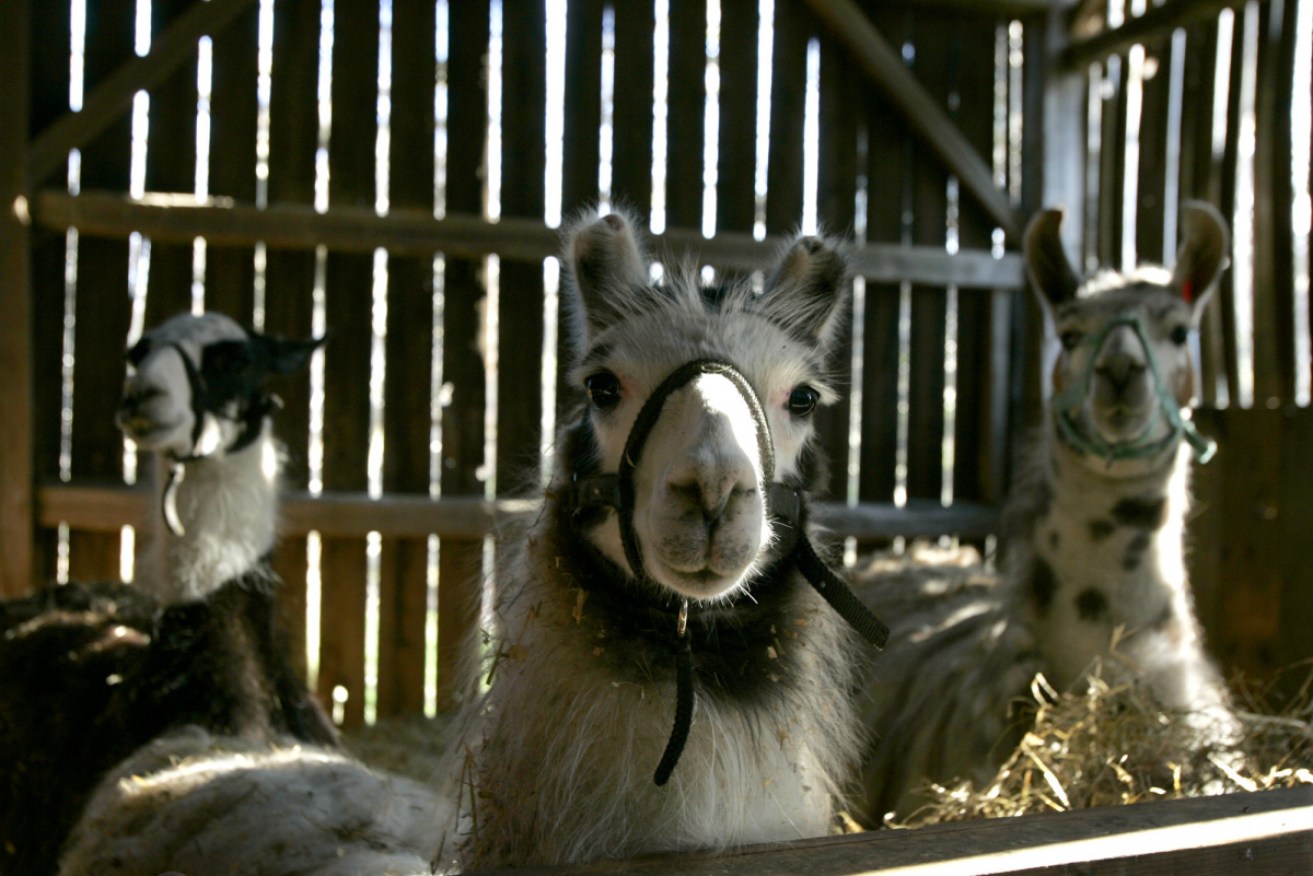 Antibodies from llamas can blunt the virulence of coronavirus infections, Belgian researchers say. 