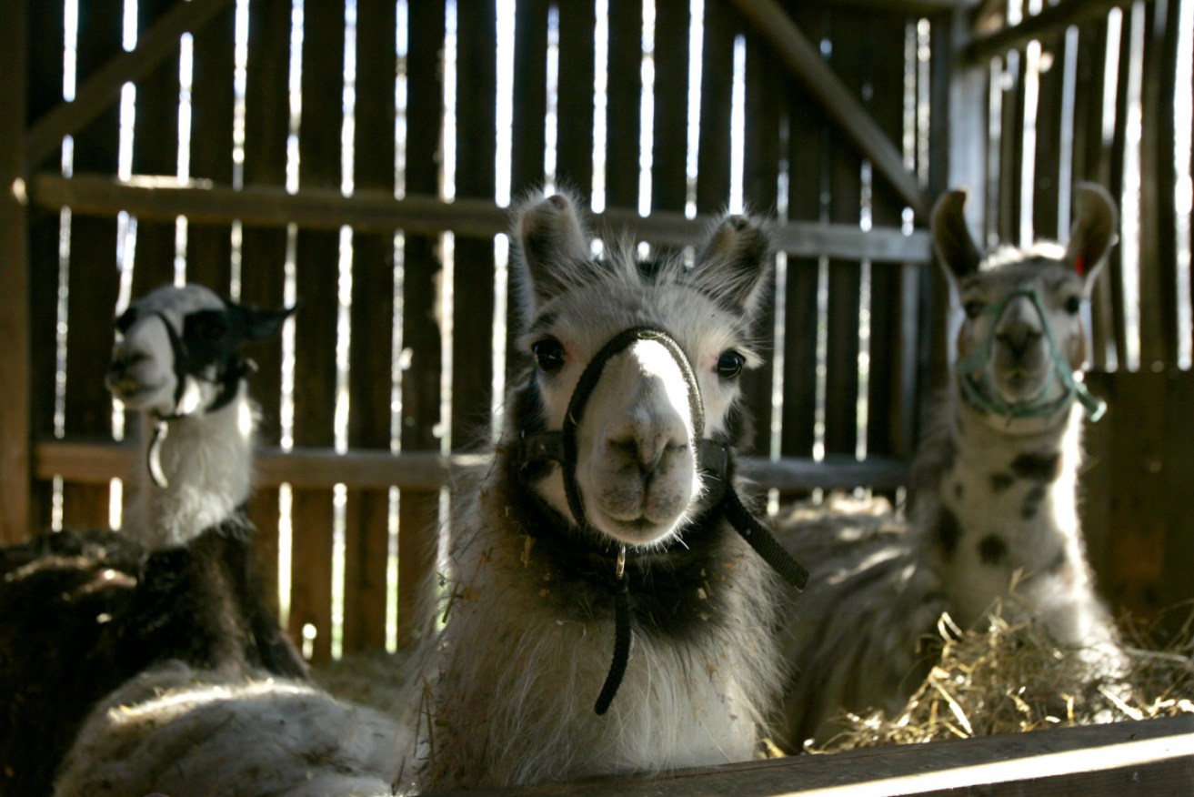 Antibodies from llamas can blunt the virulence of coronavirus infections, Belgian researchers say.