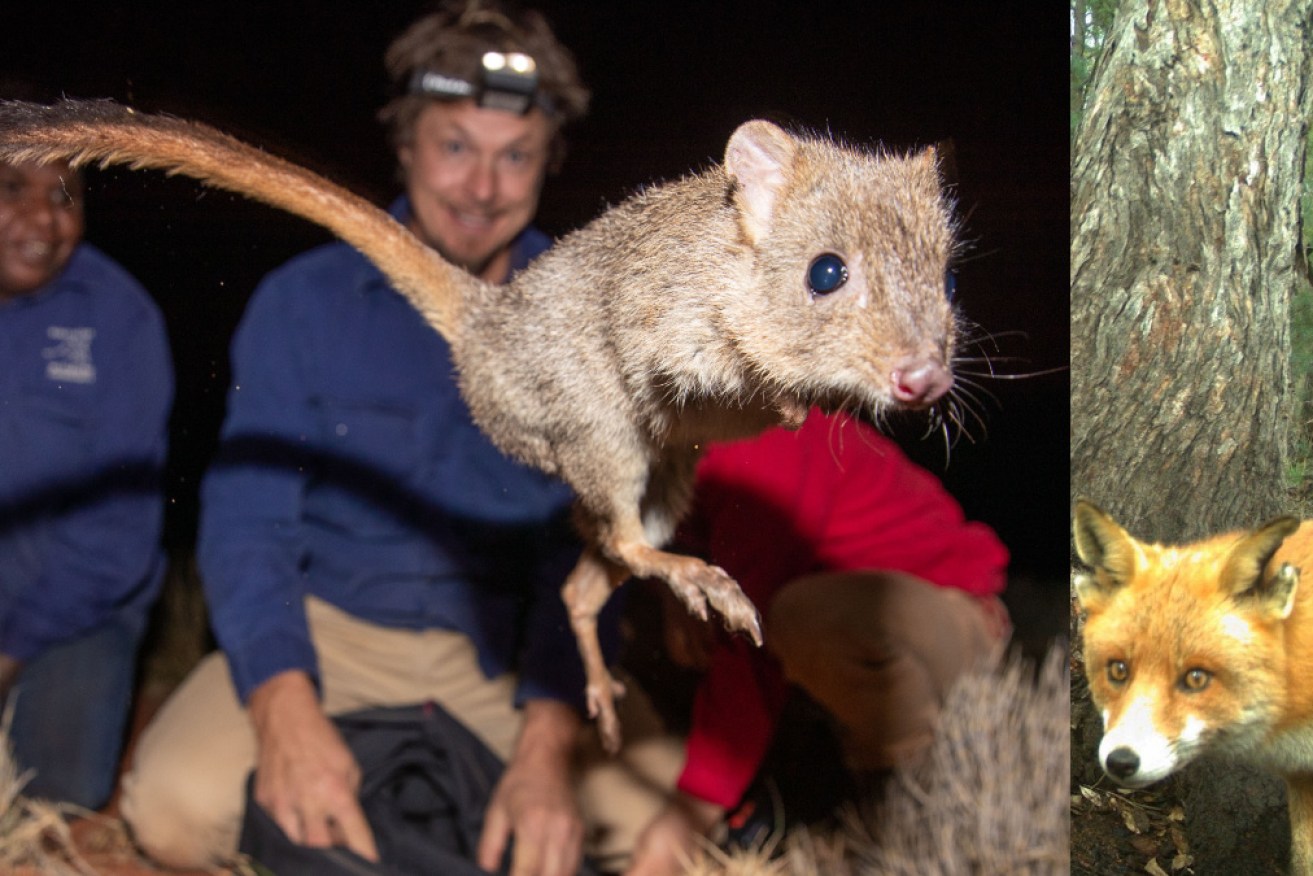 A brush-tailed bettong or woylie reintroduced into the NT for the first time in 60 years, and 'Rambo' the fox.